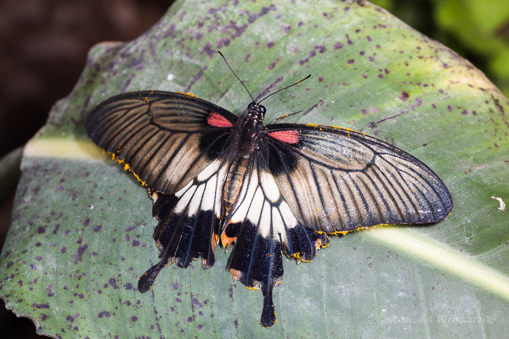 Papilio memnon/lowi