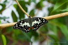 Papilio demoleus