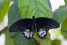 Papilio lowi (Männchen)