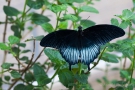 Papilio lowi (Männchen)