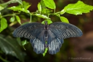 Papilio lowi (Männchen)