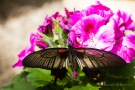 Papilio lowi (Weibchen)