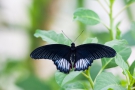 Papilio lowi (Männchen)