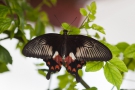 Papilio memnon/lowi