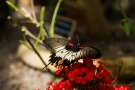 Papilio memnon/lowi