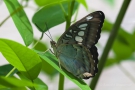 Parthenos sylvia