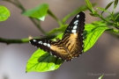 Parthenos sylvia