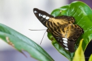 Parthenos sylvia