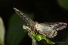 Parthenos sylvia