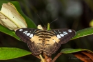 Parthenos sylvia