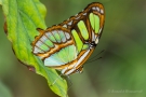 Metamorpha stelenes