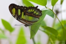 Metamorpha stelenes