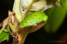 Raupe des Graphium agamemnon