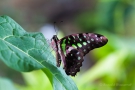 Graphium agamemnon