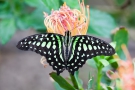 Graphium agamemnon