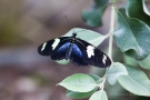 Heliconius doris (ein Passionsblumen-Falter)