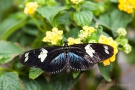 Heliconius doris (ein Passionsblumen-Falter)