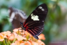 Heliconius doris (ein Passionsblumen-Falter)