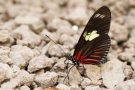 Heliconius doris (ein Passionsblumen-Falter)