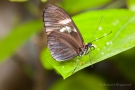 Heliconius melpomene (ein Passionsblumen-Falter)