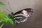 Heliconius melpomene (ein Passionsblumen-Falter)