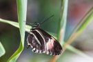 Heliconius melpomene (ein Passionsblumen-Falter)