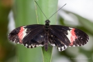Heliconius melpomene (ein Passionsblumen-Falter)