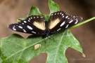 Hypolimnas bolina