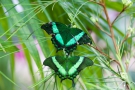 Papilio palinurus