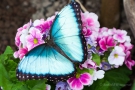 Morpho peleides