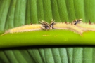 Die Raupe des Bananenfalters