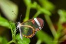 Glasflügler (Greta oto)