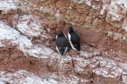 Trottellummen (Uria aalge) auf Helgoland