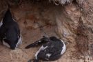 Was wir Menschen in der Natur anrichten: Immer wieder verenden Eltern- und Jungvögel qualvoll in den Nylonnetzen