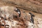 Was wir Menschen in der Natur anrichten: Immer wieder verenden Eltern- und Jungvögel qualvoll in den Nylonnetzen