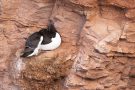 Tordalken-Pärchen (Alca torda) auf Helgoland