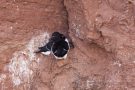 Tordalken-Pärchen (Alca torda) auf Helgoland