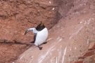 Tordalk (Alca torda) auf Helgoland