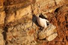 Tordalk (Alca torda) auf Helgoland