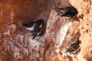 Tordalken (Alca torda) auf Helgoland