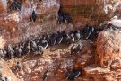 Trottellummen (Uria aalge) auf Helgoland