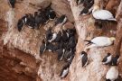 Trottellummen (Uria aalge) auf Helgoland