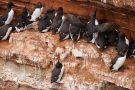 Trottellummen (Uria aalge) auf Helgoland