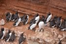 Trottellummen (Uria aalge) auf Helgoland