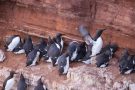Trottellummen (Uria aalge) auf Helgoland