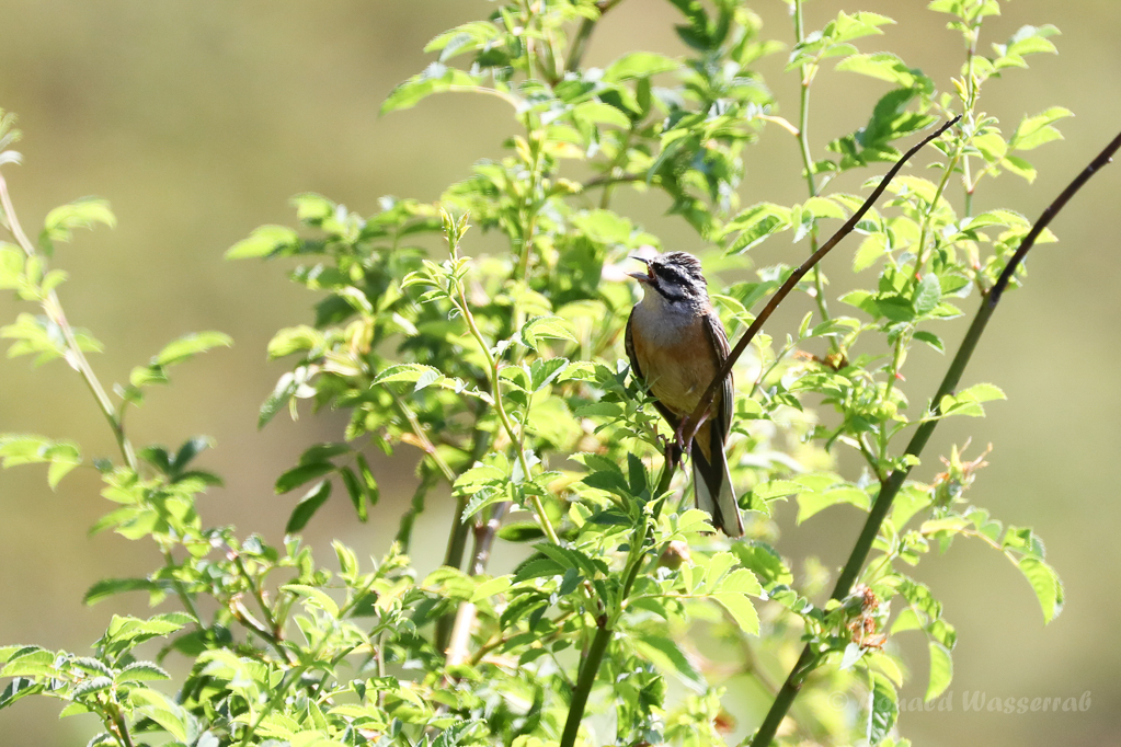 Zippammer (Emberiza cia)