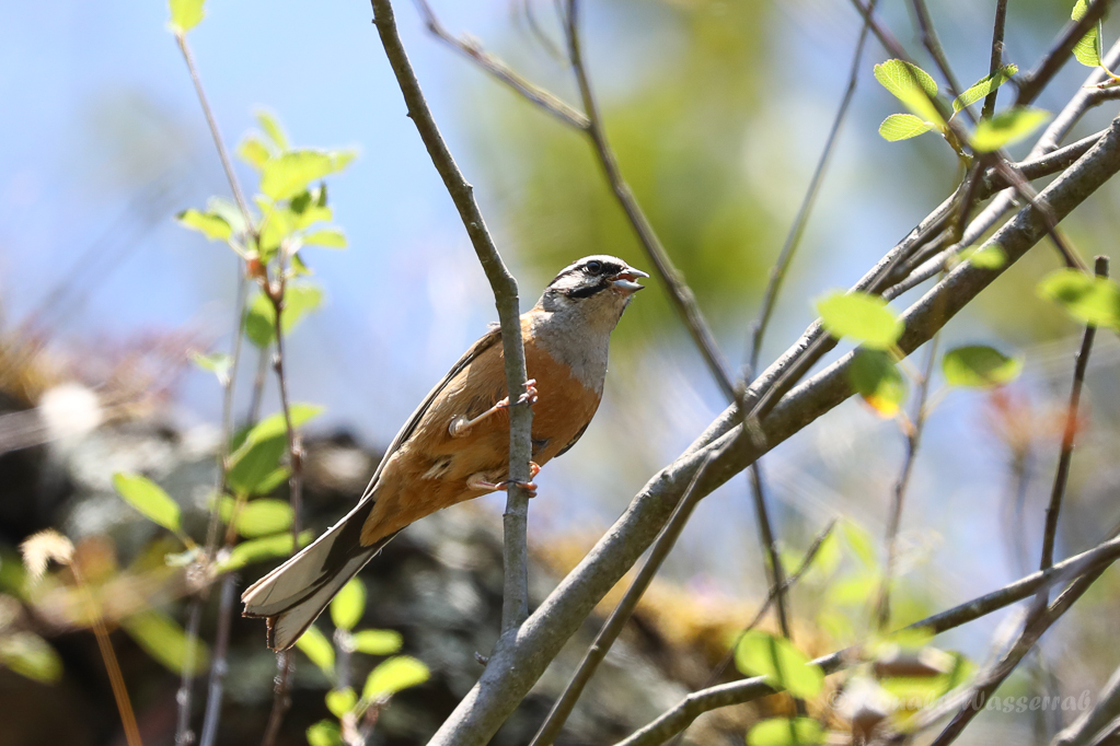 Zippammer (Emberiza cia)