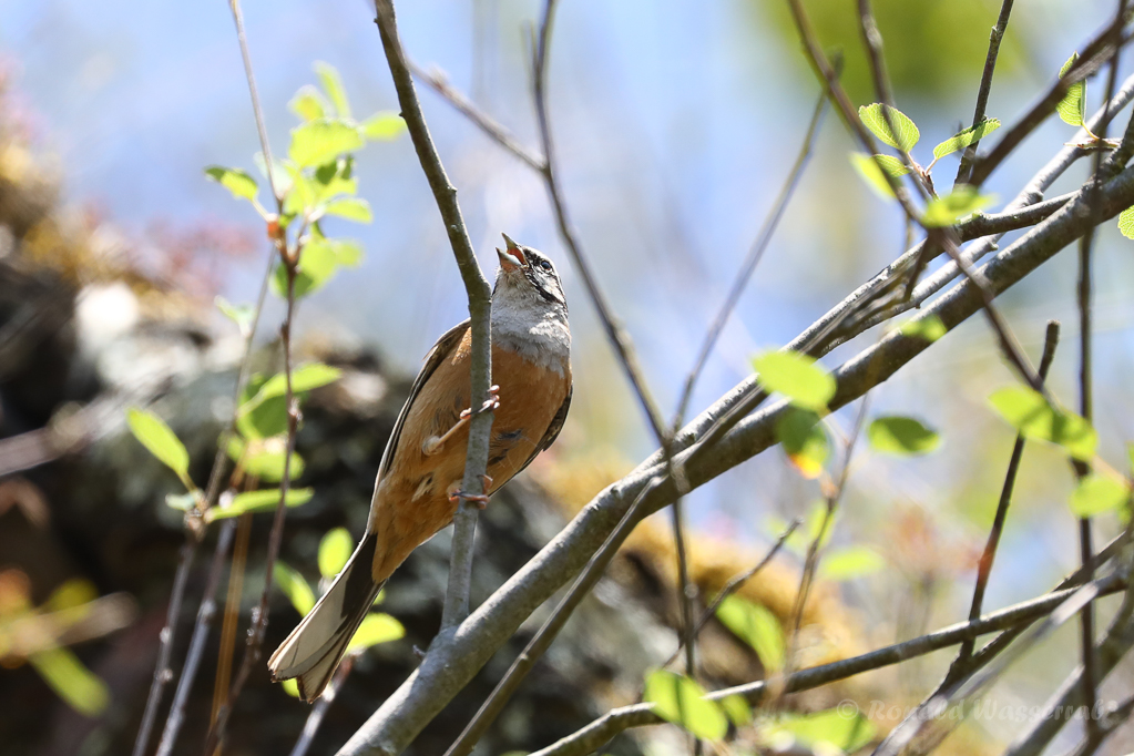 Zippammer (Emberiza cia)