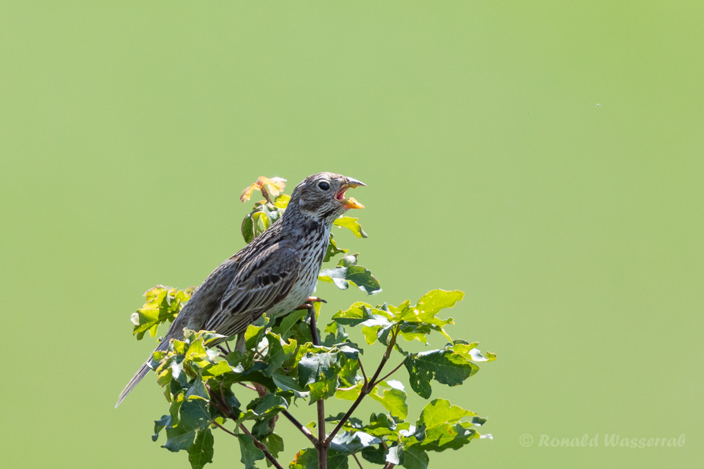 GGrauammer (Emberiza calandra)
