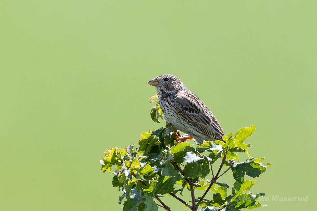 Grauammer (Emberiza calandra)